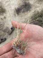 Imagem de Muhlenbergia pungens Thurb.