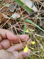 Image of Oncidium graminifolium (Lindl.) Lindl.