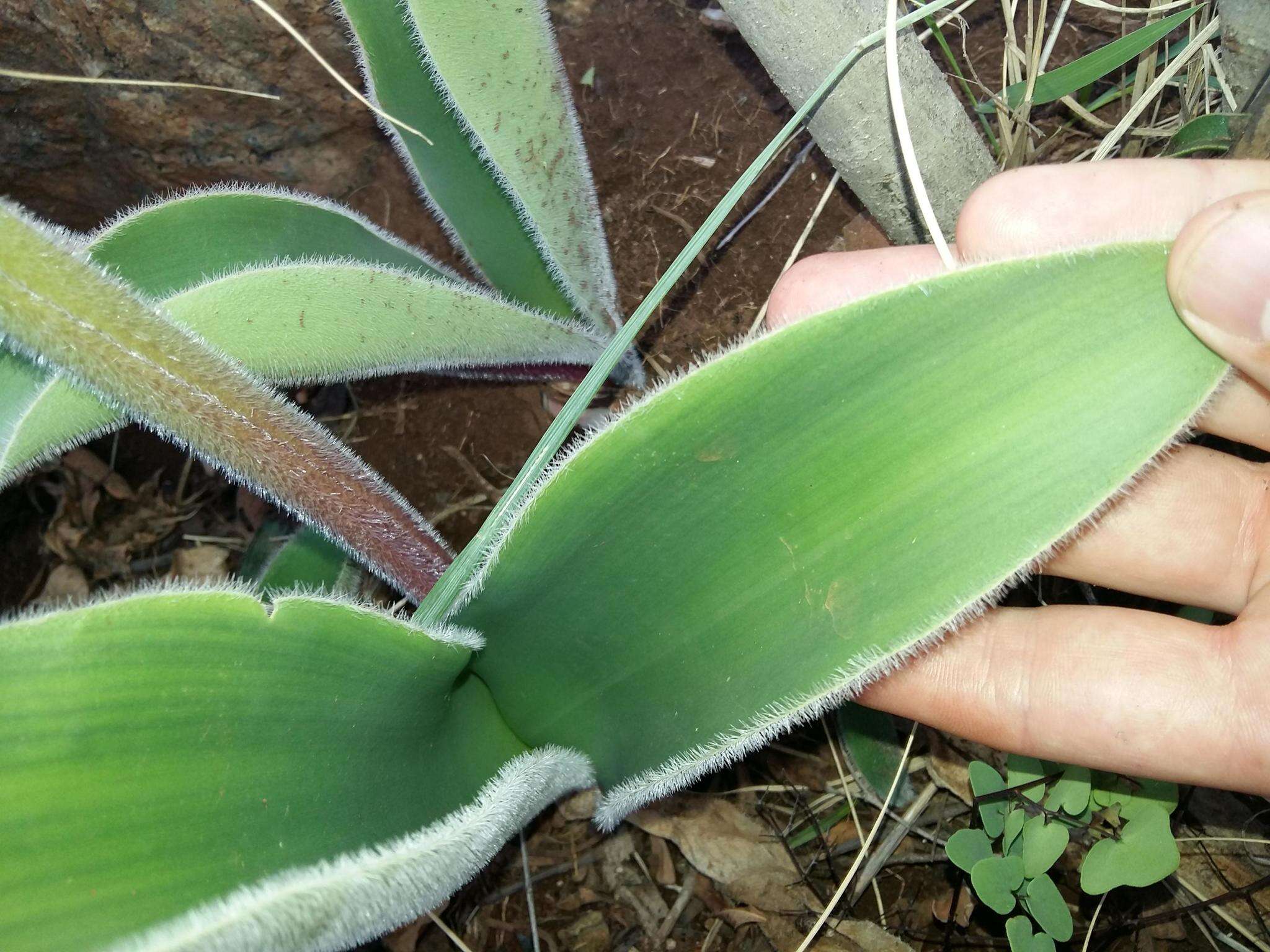 Image of Haemanthus humilis subsp. hirsutus (Baker) Snijman