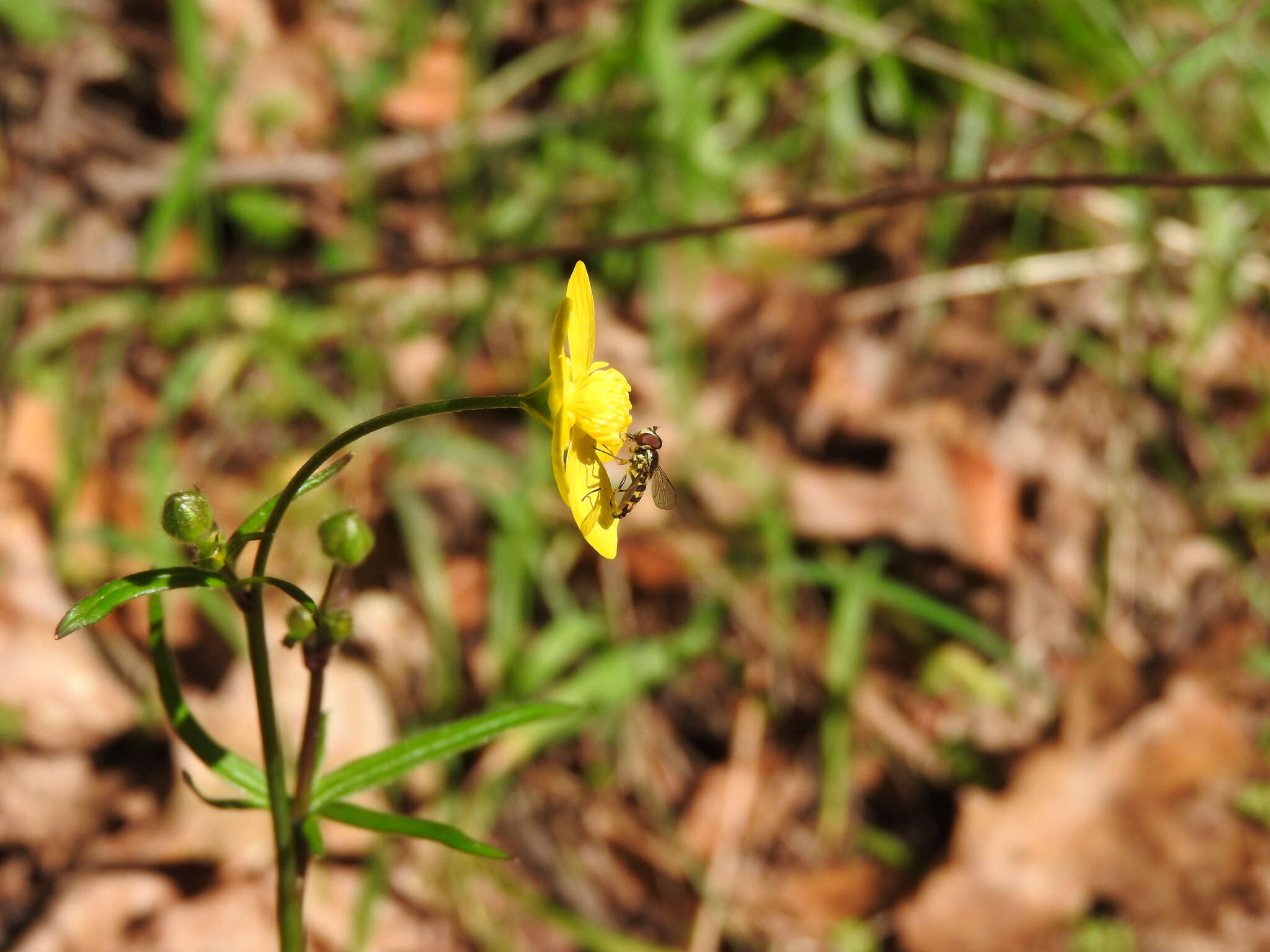 Image of Toxomerus occidentalis Curran 1922