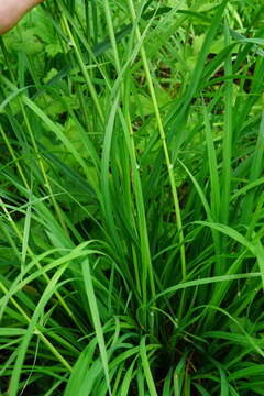 صورة Dactylis glomerata subsp. lobata (Drejer) H. Lindb.