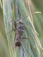 Image of Eucosmetus tenuipes Zheng, L. Y. & H. G. Zou 1981