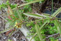 Image of Smilax elongatoumbellata Hayata