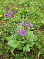 Image of Primula amoena M. Bieb.