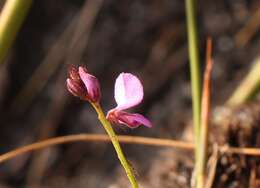 Indigofera ovata Thunb.的圖片