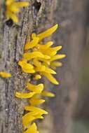 Image of Calocera cornea (Batsch) Fr. 1827