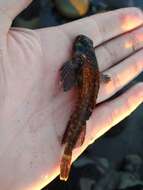 Image of Giant triplefin