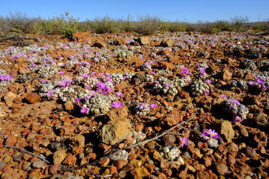 Image of Conophytum minutum var. minutum