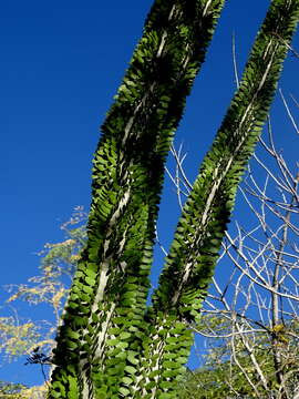 Image of Madagascan ocotillo