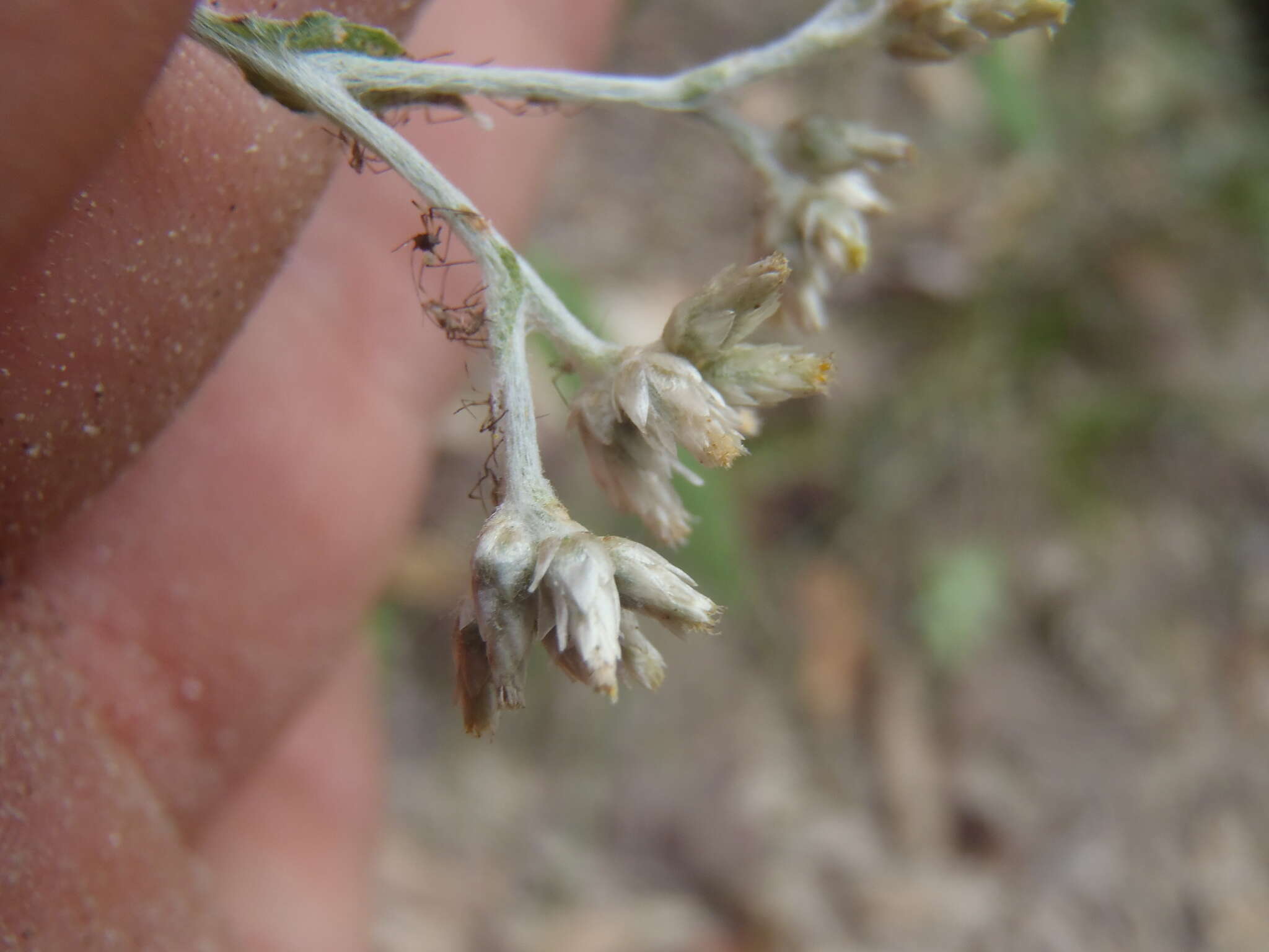 Image de Pseudognaphalium pringlei (A. Gray) A. A. Anderberg