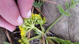 Image of leafy wildparsley