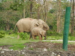 Image de Elephas maximus indicus Cuvier 1798