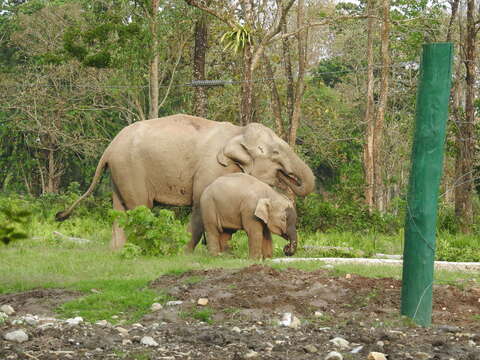 Image of Indian elephant