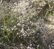 Image de Felicia filifolia subsp. filifolia