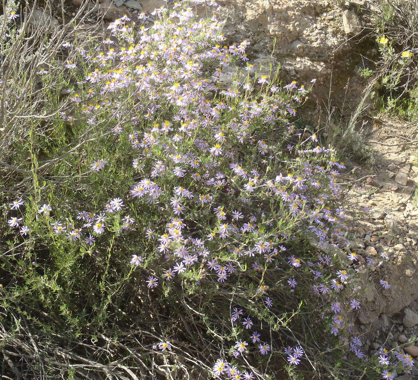 Image of Felicia filifolia subsp. filifolia