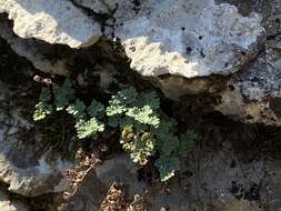 Image of powdery false cloak fern