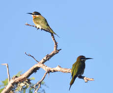 Image of Blue-cheeked Bee-eater