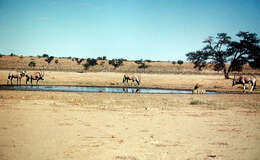 Image of Oryx gazella gazella