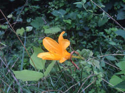 Слика од Hemerocallis hakuunensis Nakai