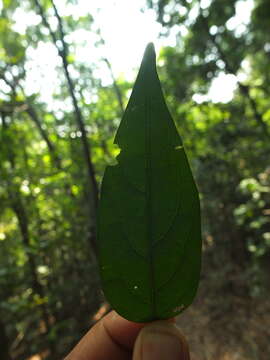 Sivun Diospyros ghatensis B. R. Ramesh & D. De Franceschi kuva