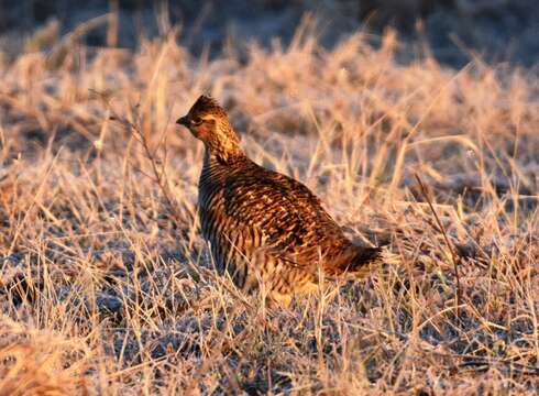 Image of Attwater's greater prairie-chicken