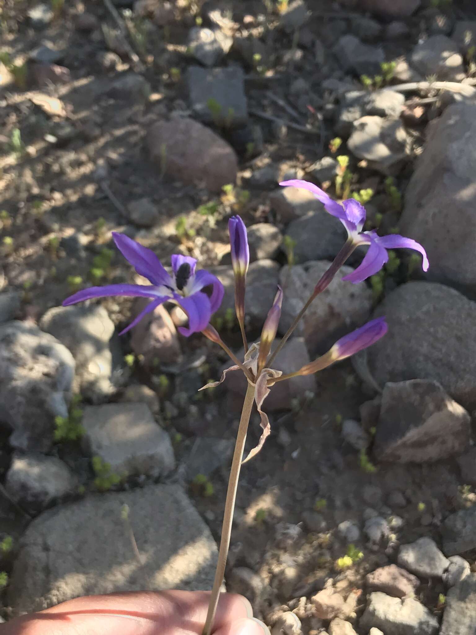 Image of Leucocoryne violacescens Phil.