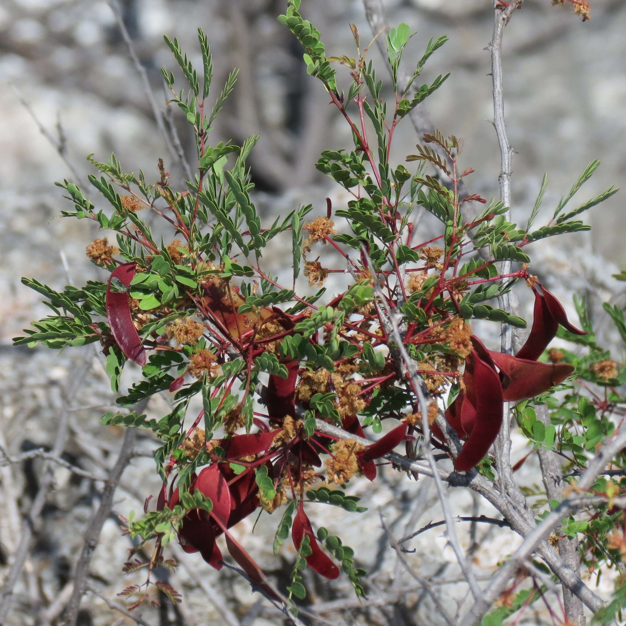 Image de Senegalia roemeriana (Scheele) Britton & Rose