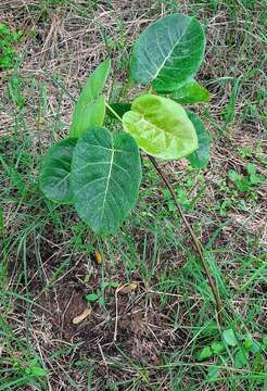 Imagem de Ficus nymphaeifolia Mill.