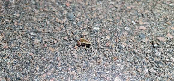 Image of Northern Territory Frog