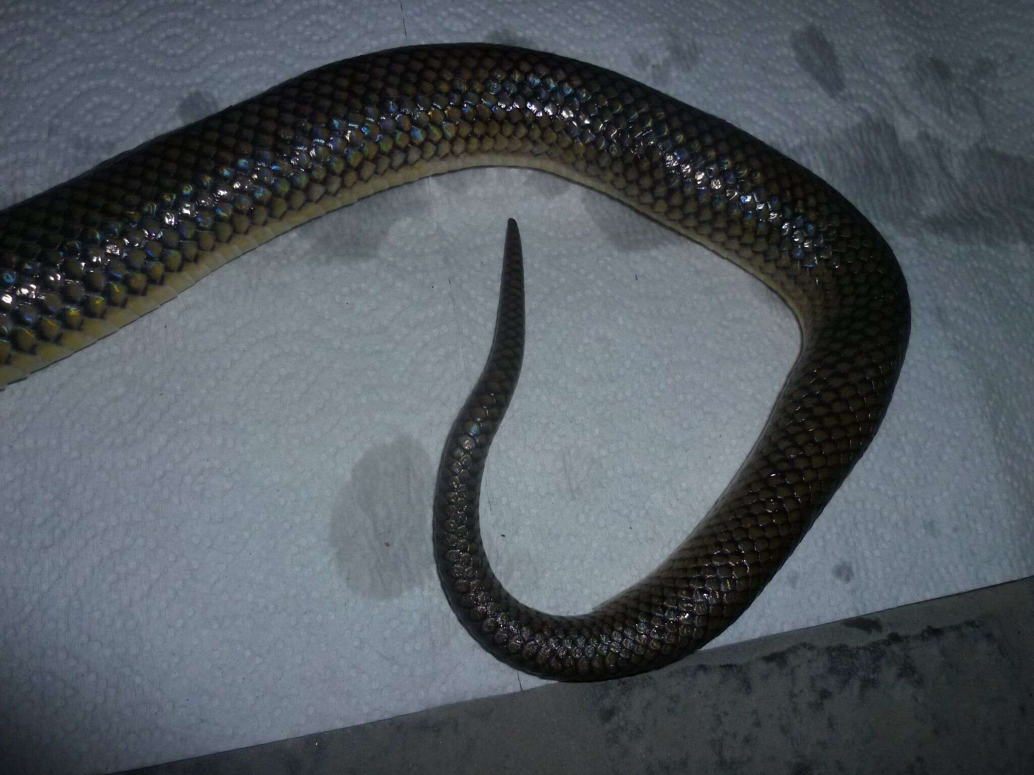 Image of Paraphimophis rusticus (Cope 1878)