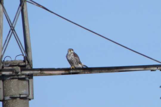 Image of Saker Falcon