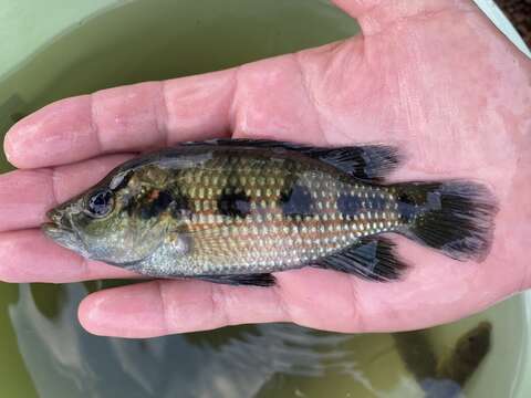 Image of Banded jewel cichlid