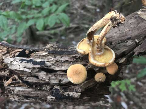 Image of Suillus decipiens (Peck) Kuntze 1898