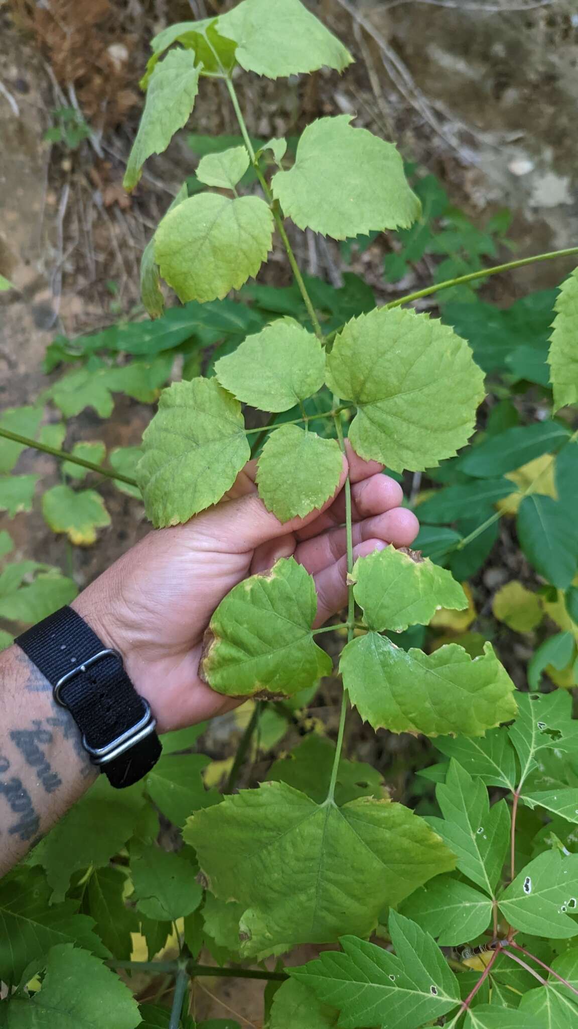 Image of American spikenard