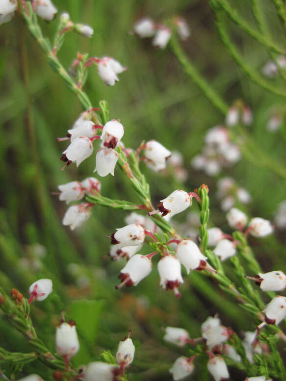 Imagem de Erica drakensbergensis Guthrie & Bolus