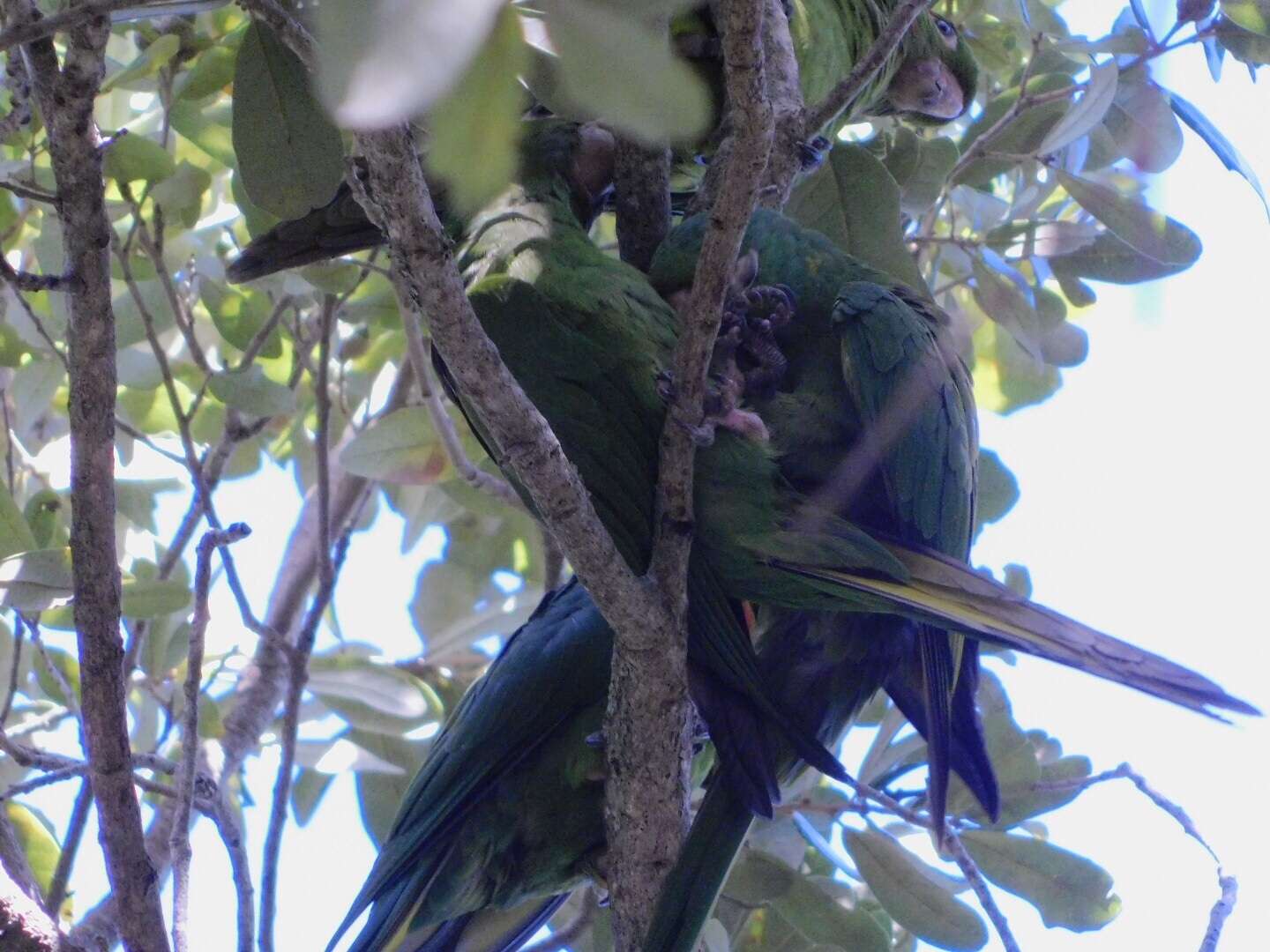 Image of White-eyed Parakeet