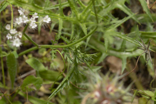 Image of bristlefruit hedgeparsley