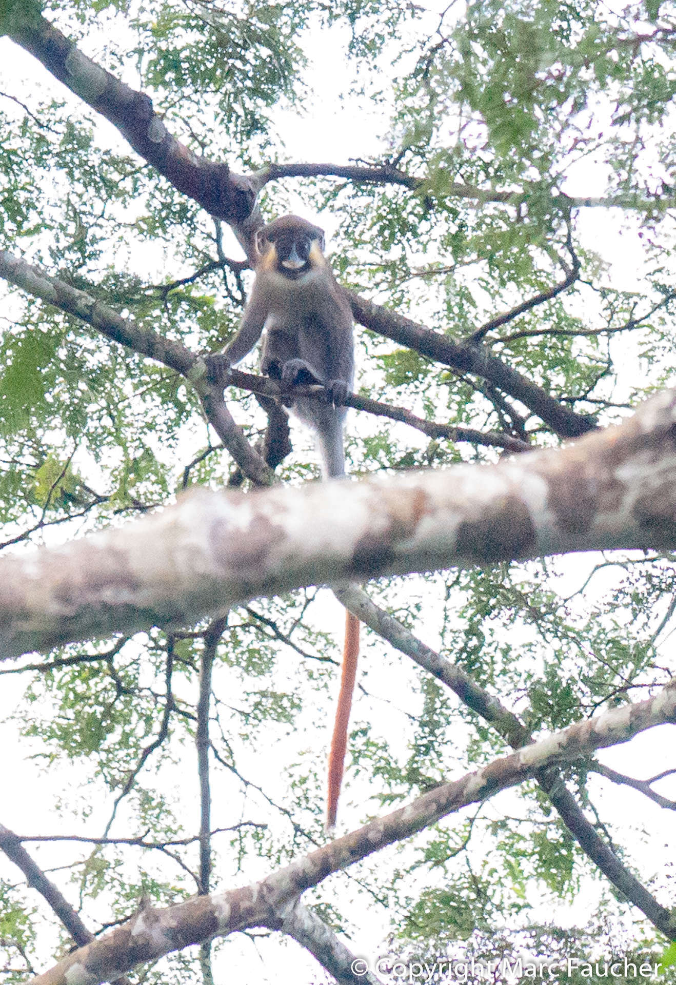 Plancia ëd Cercopithecus cephus (Linnaeus 1758)