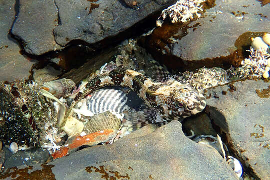 Image of Eastern Jumping Blenny