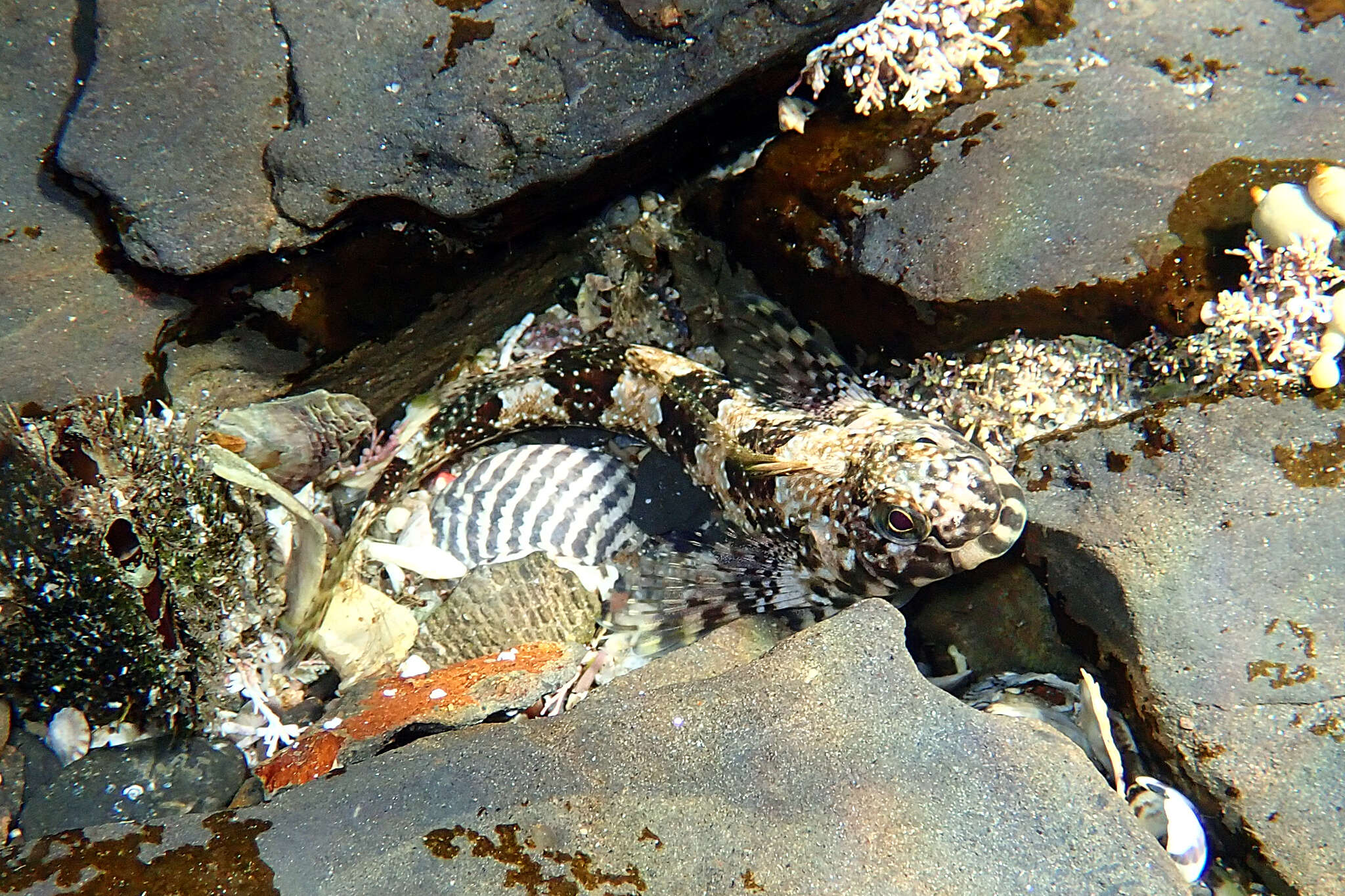 Image of Eastern Jumping Blenny