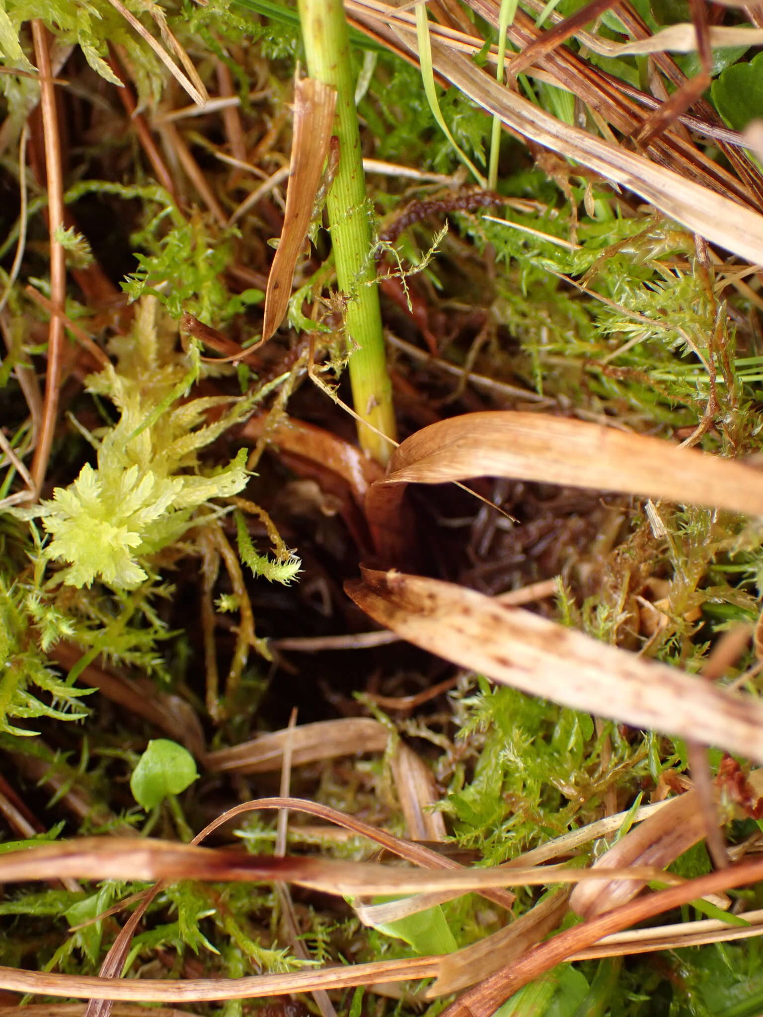 Image of broad-leaved cottongrass