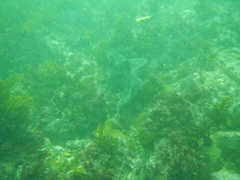 Image of Bullhead Shark