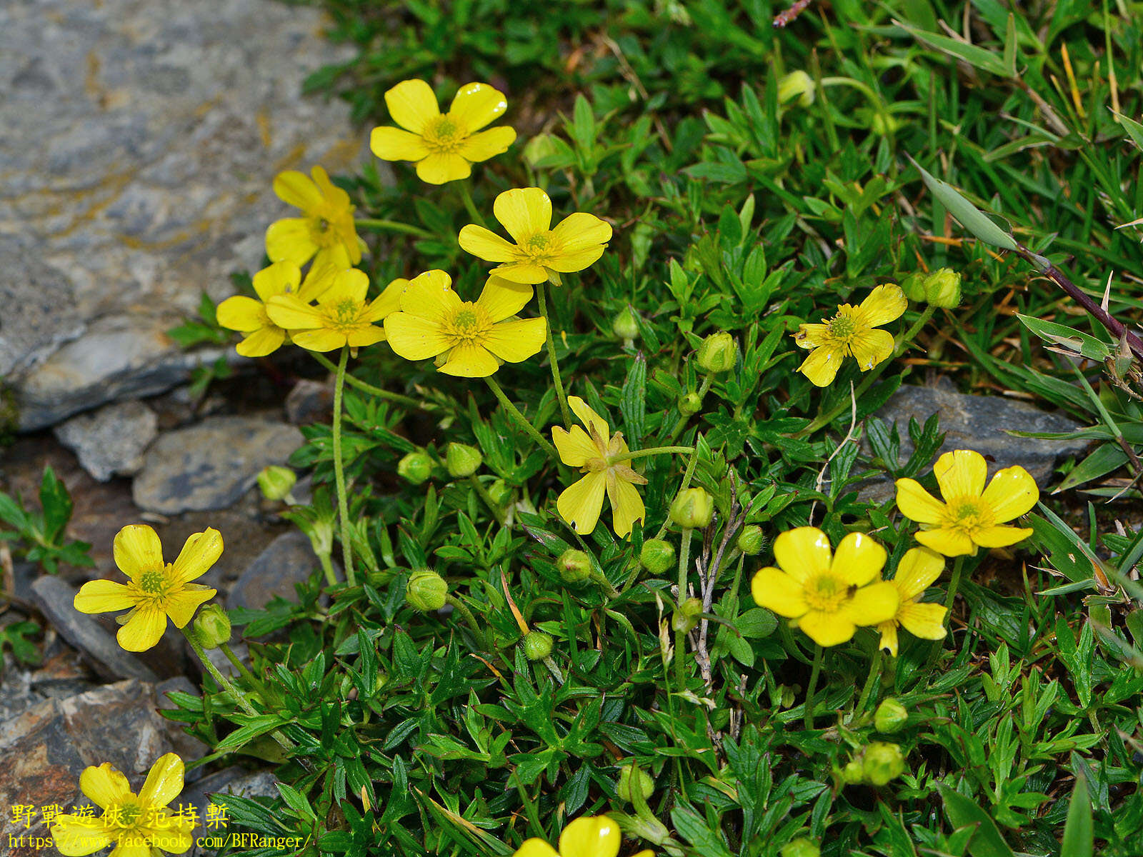 Imagem de Ranunculus formosamontanus Ohwi