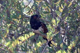 Image of Pipilo maculatus megalonyx Baird & SF 1858