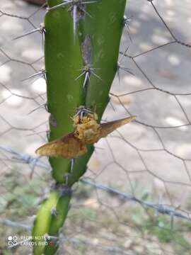 Image of Citheronia lobesis Rothschild 1907