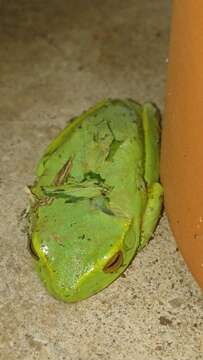 Image of Dainty Green Tree Frog