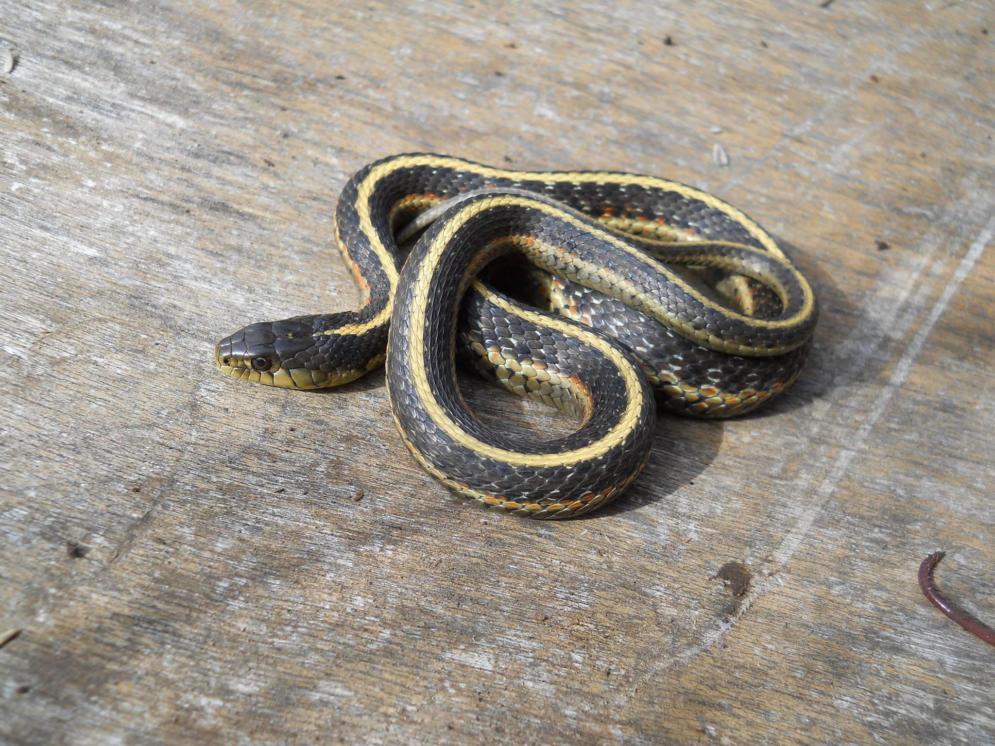 Sivun Thamnophis elegans (Baird & Girard 1853) kuva