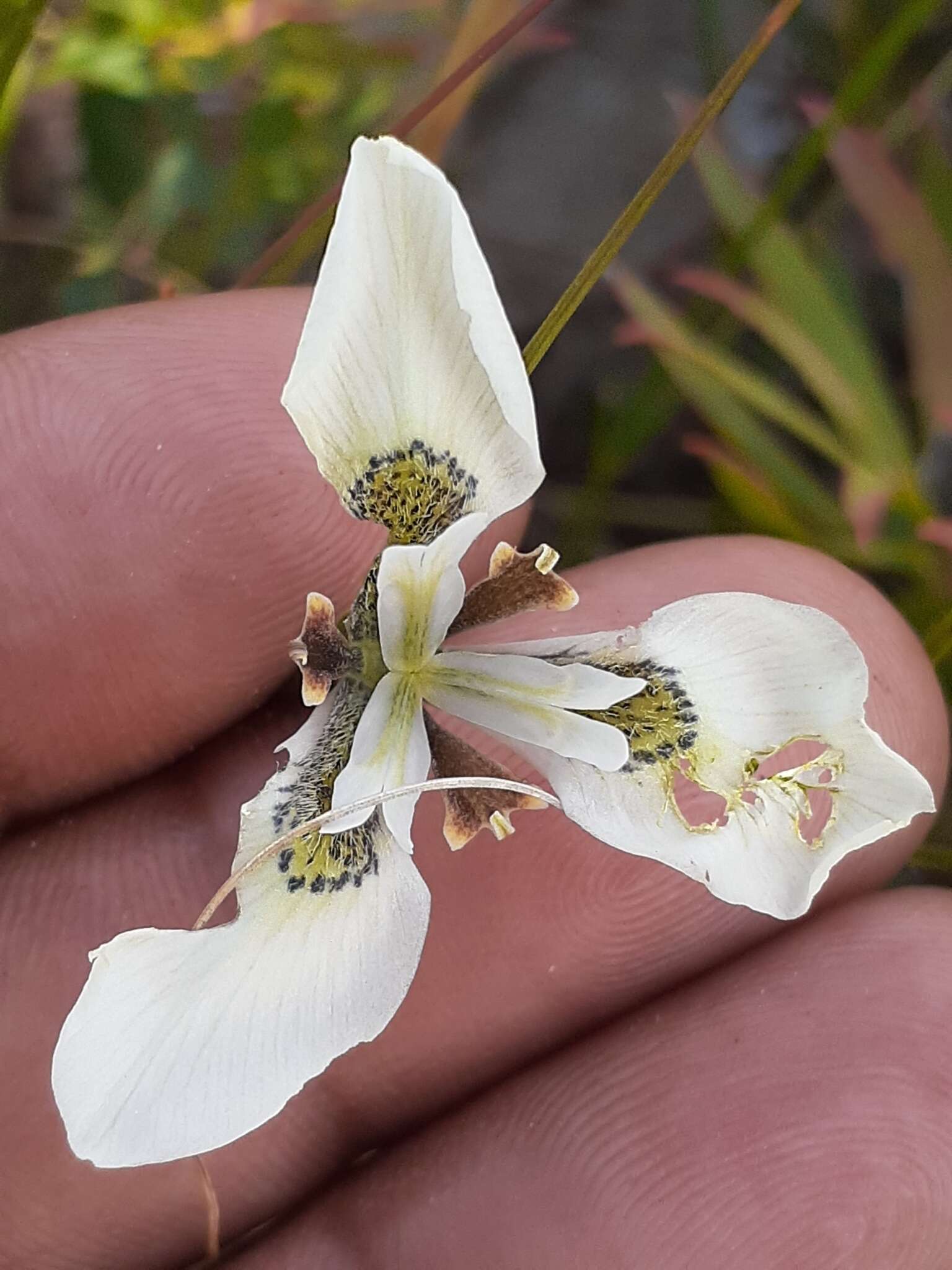 Moraea tricuspidata (L. fil.) G. J. Lewis resmi