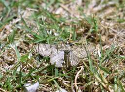 Image of Double-lined Gray Moth