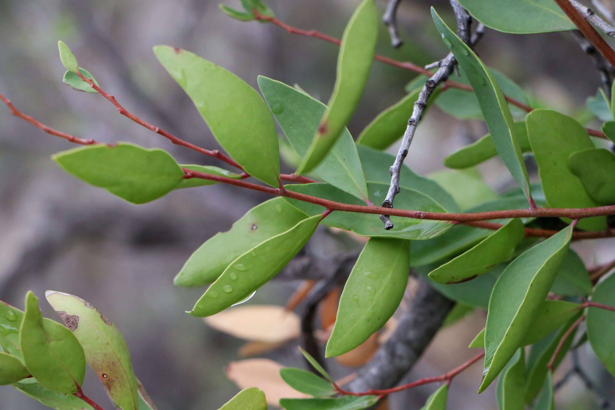 Image of Cassine peragua subsp. affinis (Sond.) R. H. Archer